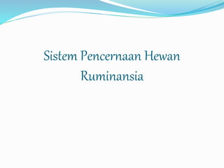 Sistem Pencernaan Hewan 
Ruminansia 
 