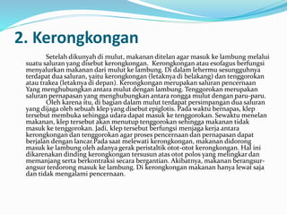 2. Kerongkongan 
Setelah dikunyah di mulut, makanan ditelan agar masuk ke lambung melalui 
suatu saluran yang disebut kerongkongan. Kerongkongan atau esofagus berfungsi 
menyalurkan makanan dari mulut ke lambung. Di dalam lehermu sesungguhnya 
terdapat dua saluran, yaitu kerongkongan (letaknya di belakang) dan tenggorokan 
atau trakea (letaknya di depan). Kerongkongan merupakan saluran pencernaan 
Yang menghubungkan antara mulut dengan lambung. Tenggorokan merupakan 
saluran pernapasan yang menghubungkan antara rongga mulut dengan paru-paru. 
Oleh karena itu, di bagian dalam mulut terdapat persimpangan dua saluran 
yang dijaga oleh sebuah klep yang disebut epiglotis. Pada waktu bernapas, klep 
tersebut membuka sehingga udara dapat masuk ke tenggorokan. Sewaktu menelan 
makanan, klep tersebut akan menutup tenggorokan sehingga makanan tidak 
masuk ke tenggorokan. Jadi, klep tersebut berfungsi menjaga kerja antara 
kerongkongan dan tenggorokan agar proses pencernaan dan pernapasan dapat 
berjalan dengan lancar.Pada saat melewati kerongkongan, makanan didorong 
masuk ke lambung oleh adanya gerak peristaltik otot-otot kerongkongan. Hal ini 
dikarenakan dinding kerongkongan tersusun atas otot polos yang melingkar dan 
memanjang serta berkontraksi secara bergantian. Akibatnya, makanan berangsur-angsur 
terdorong masuk ke lambung. Di kerongkongan makanan hanya lewat saja 
dan tidak mengalami pencernaan. 
 