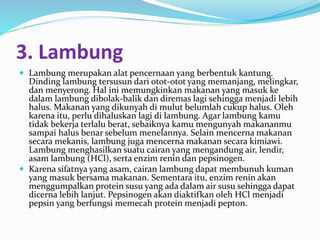 3. Lambung 
 Lambung merupakan alat pencernaan yang berbentuk kantung. 
Dinding lambung tersusun dari otot-otot yang memanjang, melingkar, 
dan menyerong. Hal ini memungkinkan makanan yang masuk ke 
dalam lambung dibolak-balik dan diremas lagi sehingga menjadi lebih 
halus. Makanan yang dikunyah di mulut belumlah cukup halus. Oleh 
karena itu, perlu dihaluskan lagi di lambung. Agar lambung kamu 
tidak bekerja terlalu berat, sebaiknya kamu mengunyah makananmu 
sampai halus benar sebelum menelannya. Selain mencerna makanan 
secara mekanis, lambung juga mencerna makanan secara kimiawi. 
Lambung menghasilkan suatu cairan yang mengandung air, lendir, 
asam lambung (HCl), serta enzim renin dan pepsinogen. 
 Karena sifatnya yang asam, cairan lambung dapat membunuh kuman 
yang masuk bersama makanan. Sementara itu, enzim renin akan 
menggumpalkan protein susu yang ada dalam air susu sehingga dapat 
dicerna lebih lanjut. Pepsinogen akan diaktifkan oleh HCl menjadi 
pepsin yang berfungsi memecah protein menjadi pepton. 
 