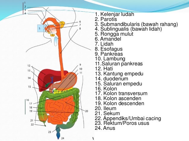 Ppt pencernaan biologi