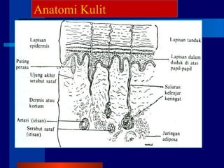Anatomi Kulit
 