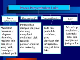 Proses Penyembuhan LukaProses Penyembuhan Luka
Respon
inflamasi akut
Fase
maturasi
Fase proliferativeFase destruktif
Pembersihan
jaringan yang mati
dan yang
mengalami
devitalisasi oleh
leukosit
polimorfonuklear
dan makrofag.
Pada Saat
pembuluh
darah baru,
yang
diperkuat oleh
jaringan ikat,
menginfiltrasi
luka
Mencakup
re-epitelisasi,
konstraksi
luka, dan
reorganisasi
jaringan ikat
Mencakup
hemostasis,
pelepasan
histamine,
mediator lain
dari sel-sel
yang rusak,
dan migrasi
sel darah putih
 