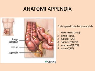 ANATOMI APPENDIX
Posisi apendiks terbanyak adalah
1. retrocaecal (74%),
2. pelvic (21%),
3. patileal (5%),
4. paracaecal (2%),
5. subcaecal (1,5%)
6. preleal (1%).
 