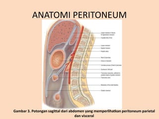 ANATOMI PERITONEUM
Gambar 3. Potongan sagittal dari abdomen yang memperlihatkan peritoneum parietal
dan visceral
 