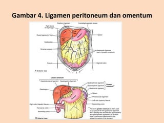 Gambar 4. Ligamen peritoneum dan omentum
 