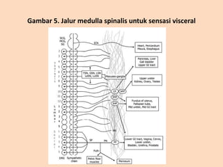 Gambar 5. Jalur medulla spinalis untuk sensasi visceral
 