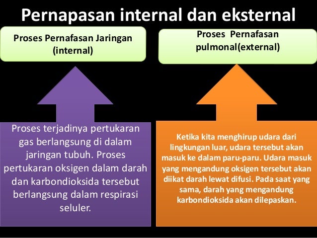 Ppt pernapasan
