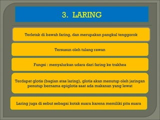 3. LARING
Terletak di bawah faring, dan merupakan pangkal tenggorok
Tersusun oleh tulang rawan
Fungsi : menyalurkan udara dari faring ke trakhea
Terdapat glotis (bagian atas laring), glotis akan menutup oleh jaringan
penutup bernama epiglotis saat ada makanan yang lewat
Laring juga di sebut sebagai kotak suara karena memiliki pita suara
 