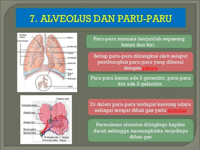 Ppt Pernapasan Manusia