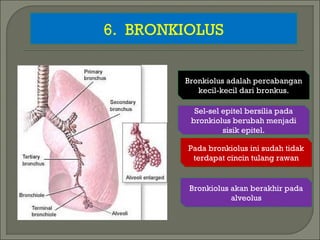 6. BRONKIOLUS
Bronkiolus adalah percabangan
kecil-kecil dari bronkus.
Sel-sel epitel bersilia pada
bronkiolus berubah menjadi
sisik epitel.
Pada bronkiolus ini sudah tidak
terdapat cincin tulang rawan
Bronkiolus akan berakhir pada
alveolus
 