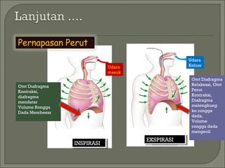 Pernapasan Perut
Udara
masuk
Otot Diafragma
Kontraksi,
diafragma
mendatar
Volume Rongga
Dada Membesar
INSPIRASIINSPIRASI
Udara
Keluar
Otot Diafragma
Relaksasi, Otot
Perut
Kontraksi,
Diafragma
melengkung
ke rongga
dada.
Volume
rongga dada
mengecil
EKSPIRASIEKSPIRASI
 