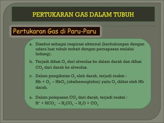 PERTUKARAN GAS DALAM TUBUH
Pertukaran Gas di Paru-Paru
a. Disebut sebagai respirasi ekternal (berhubungan dengan
udara luar tubuh terkait dengan pernapasan melalui
hidung).
b. Terjadi difusi O2
dari alveolus ke dalam darah dan difusi
CO2
dari darah ke alveolus.
c. Dalam pengikatan O2
oleh darah, terjadi reaksi :
Hb + O2
HbO→ 2
(oksihemoglobin) yaitu O2
diikat oleh Hb
darah.
a. Dalam pelepasan CO2
dari darah, terjadi reaksi :
H+
+ HCO3
-
H→ 2
CO3
H→ 2
O + CO2
 