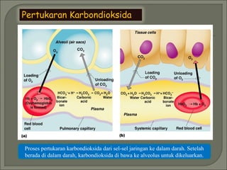 Pertukaran Karbondioksida
Proses pertukaran karbondioksida dari sel-sel jaringan ke dalam darah. Setelah
berada di dalam darah, karbondioksida di bawa ke alveolus untuk dikeluarkan.
 