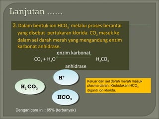 3. Dalam bentuk ion HCO3
-
melalui proses berantai
yang disebut pertukaran klorida. CO2 masuk ke
dalam sel darah merah yang mengandung enzim
karbonat anhidrase.
enzim karbonat
CO2 + H2O H2CO3
anhidrase
H+H+
HCO3
HCO3
H2 CO3
H2 CO3
Keluar dari sel darah merah masuk
plasma darah. Kedudukan HCO3
diganti Ion klorida.
Dengan cara ini : 65% (terbanyak)
 
