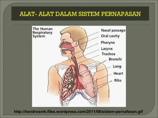 ALAT- ALAT DALAM SISTEM PERNAPASAN
http://hendrosmk.files.wordpress.com/2011/08/sistem-pernafasan.gif
 