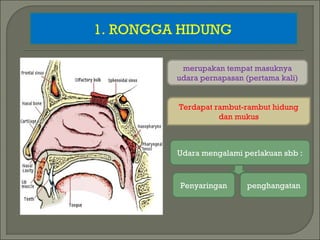 1. RONGGA HIDUNG
merupakan tempat masuknya
udara pernapasan (pertama kali)
Terdapat rambut-rambut hidung
dan mukus
Udara mengalami perlakuan sbb :
Penyaringan penghangatan
 