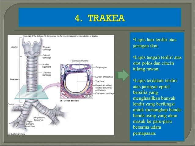 PPT. PERNAPASAN PADA MANUSIA