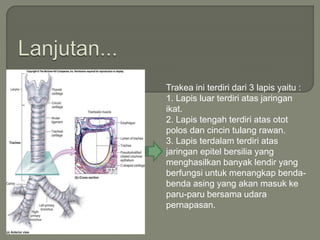 Trakea ini terdiri dari 3 lapis yaitu :
1. Lapis luar terdiri atas jaringan
ikat.
2. Lapis tengah terdiri atas otot
polos dan cincin tulang rawan.
3. Lapis terdalam terdiri atas
jaringan epitel bersilia yang
menghasilkan banyak lendir yang
berfungsi untuk menangkap benda-
benda asing yang akan masuk ke
paru-paru bersama udara
pernapasan.
 