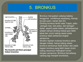 5. BRONKUS
Bronkus merupakan cabang batang
tenggorok. Jumlahnya sepasang, menuju
ke paru-paru .kanan dan kiri.
Dinding bronkus terdiri atas 3 lapis, yaitu:
jaringan ikat, otot polos, dan jaringan
epitel, seperti pada trakea, perbedaannya
adalah bahwa dinding trakea jauh lebih
tebal dan cincin tulang rawan pada
bronkus tidak berbentuk lingkar
sempurna.
Struktur lapisan mukosa bronkus sama
dengan trakea, hanya tulang rawan
bronkus bentuknya tidak teratur dan pada
bagian bronkus yang lebih besar cincin
tulang rawannya melingkari lumen
dengan sempurna. Bronkus bercabang-
cabang lagi menjadi bronkiolus.
 