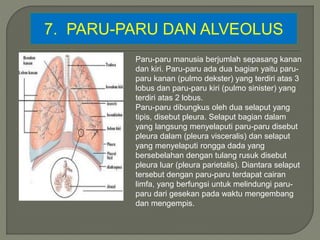 7. PARU-PARU DAN ALVEOLUS
Paru-paru manusia berjumlah sepasang kanan
dan kiri. Paru-paru ada dua bagian yaitu paru-
paru kanan (pulmo dekster) yang terdiri atas 3
lobus dan paru-paru kiri (pulmo sinister) yang
terdiri atas 2 lobus.
Paru-paru dibungkus oleh dua selaput yang
tipis, disebut pleura. Selaput bagian dalam
yang langsung menyelaputi paru-paru disebut
pleura dalam (pleura visceralis) dan selaput
yang menyelaputi rongga dada yang
bersebelahan dengan tulang rusuk disebut
pleura luar (pleura parietalis). Diantara selaput
tersebut dengan paru-paru terdapat cairan
limfa, yang berfungsi untuk melindungi paru-
paru dari gesekan pada waktu mengembang
dan mengempis.
 