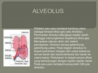 Didalam paru-paru terdapat kantong udara
sebagai tempat difusi gas yaitu Alveolus.
Permukaan alveolus dilengkapi kapiler darah
sehingga memungkinkan terjadinya difusi gas.
Merupakan saluran akhir dari sistem
pernapasan. Alveolus berupa gelembung-
gelembung udara. Pada bagian alveolus ini
terjadi pertukaran oksigen dari udara bebas ke
sel-sel darah dan karbondioksida dari darah ke
udara bebas. Pertukaran ini terjadi secara difusi
yang berhubungan dengan kapiler-kapiler darah.
Pada paru-paru terdapat kurang lebih 300 juta
alveolus.
 