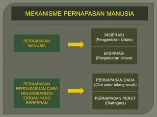 MEKANISME PERNAPASAN MANUSIA
PERNAPASAN
MANUSIA
EKSPIRASI
(Pengeluaran Udara)
INSIPRASI
(Pengambilan Udara)
PERNAPASAN
BERDASARKAN CARA
MELAKUKANNYA
/ORGAN YANG
BERPERAN
PERNAPASAN DADA
(Otot antar tulang rusuk)
PERNAPASAN PERUT
(Diafragma)
 