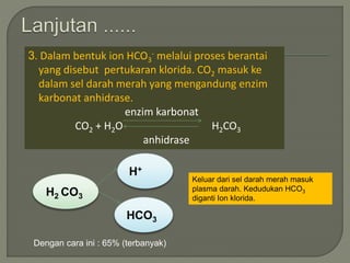 3. Dalam bentuk ion HCO3
- melalui proses berantai
yang disebut pertukaran klorida. CO2 masuk ke
dalam sel darah merah yang mengandung enzim
karbonat anhidrase.
enzim karbonat
CO2 + H2O H2CO3
anhidrase
H+
HCO3
H2 CO3
Keluar dari sel darah merah masuk
plasma darah. Kedudukan HCO3
diganti Ion klorida.
Dengan cara ini : 65% (terbanyak)
 