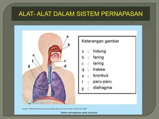 ALAT- ALAT DALAM SISTEM PERNAPASAN
 