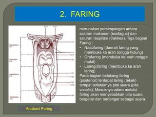 2. FARING
Anatomi Faring
merupakan persimpangan antara
saluran makanan (esofagus) dan
saluran respirasi (trakhea). Tiga bagian
Faring :
• Nasofaring (daerah faring yang
membuka ke arah rongga hidung)
• Orofaring (membuka ke arah rongga
mulut)
• Laringofaring (membuka ke arah
laring)
Pada bagian belakang faring
(posterior) terdapat laring (tekak)
tempat terletaknya pita suara (pita
vocalis). Masuknya udara melalui
faring akan menyebabkan pita suara
bergetar dan terdengar sebagai suara.
 