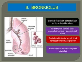 6. BRONKIOLUS
Bronkiolus adalah percabangan
kecil-kecil dari bronkus.
Sel-sel epitel bersilia pada
bronkiolus berubah menjadi sisik
epitel.
Pada bronkiolus ini sudah tidak
terdapat cincin tulang rawan
Bronkiolus akan berakhir pada
alveolus
 