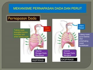 MEKANISME PERNAPASAN DADA DAN PERUT
Pernapasan Dada
Udara
masuk
Tulang rusuk
terangkat karena
kontraksi otot
antar tulang rusuk
Volume
Rongga Dada
Membesar
INSPIRASI
Udara
Keluar
Tulang rusuk
turun karena
Otot
antartulang
rusuk
berelaksasi
Volume
Rongga Dada
Mengecil
EKSPIRASI
 