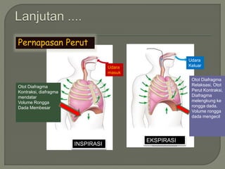 Pernapasan Perut
Udara
masuk
Otot Diafragma
Kontraksi, diafragma
mendatar
Volume Rongga
Dada Membesar
INSPIRASI
Udara
Keluar
Otot Diafragma
Relaksasi, Otot
Perut Kontraksi,
Diafragma
melengkung ke
rongga dada.
Volume rongga
dada mengecil
EKSPIRASI
 