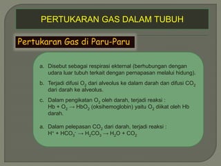 PERTUKARAN GAS DALAM TUBUH
Pertukaran Gas di Paru-Paru
a. Disebut sebagai respirasi ekternal (berhubungan dengan
udara luar tubuh terkait dengan pernapasan melalui hidung).
b. Terjadi difusi O2 dari alveolus ke dalam darah dan difusi CO2
dari darah ke alveolus.
c. Dalam pengikatan O2 oleh darah, terjadi reaksi :
Hb + O2 → HbO2 (oksihemoglobin) yaitu O2 diikat oleh Hb
darah.
a. Dalam pelepasan CO2 dari darah, terjadi reaksi :
H+ + HCO3
- → H2CO3 → H2O + CO2
 