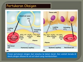 Pertukaran Oksigen
Proses pertukaran oksigen dari alveolus ke dalam darah. Dan setelah berada di
darah,oksigen dibawa ke sel-sel tubuh yang membutuhkan.
 