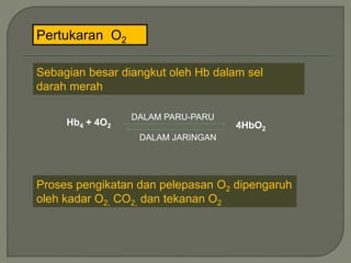Pertukaran O2
Sebagian besar diangkut oleh Hb dalam sel
darah merah
Hb4 + 4O2
DALAM PARU-PARU
DALAM JARINGAN
4HbO2
Proses pengikatan dan pelepasan O2 dipengaruh
oleh kadar O2, CO2, dan tekanan O2
 