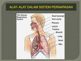 ALAT- ALAT DALAM SISTEM PERNAPASAN
 