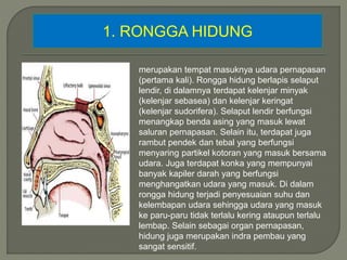 1. RONGGA HIDUNG
merupakan tempat masuknya udara pernapasan
(pertama kali). Rongga hidung berlapis selaput
lendir, di dalamnya terdapat kelenjar minyak
(kelenjar sebasea) dan kelenjar keringat
(kelenjar sudorifera). Selaput lendir berfungsi
menangkap benda asing yang masuk lewat
saluran pernapasan. Selain itu, terdapat juga
rambut pendek dan tebal yang berfungsi
menyaring partikel kotoran yang masuk bersama
udara. Juga terdapat konka yang mempunyai
banyak kapiler darah yang berfungsi
menghangatkan udara yang masuk. Di dalam
rongga hidung terjadi penyesuaian suhu dan
kelembapan udara sehingga udara yang masuk
ke paru-paru tidak terlalu kering ataupun terlalu
lembap. Selain sebagai organ pernapasan,
hidung juga merupakan indra pembau yang
sangat sensitif.
 