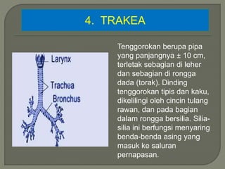 4. TRAKEA
Tenggorokan berupa pipa
yang panjangnya ± 10 cm,
terletak sebagian di leher
dan sebagian di rongga
dada (torak). Dinding
tenggorokan tipis dan kaku,
dikelilingi oleh cincin tulang
rawan, dan pada bagian
dalam rongga bersilia. Silia-
silia ini berfungsi menyaring
benda-benda asing yang
masuk ke saluran
pernapasan.
 