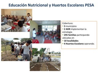 Educación Nutricional y Huertos Escolares PESA
Cobertura:
 3 municipios
 2 ADR implementan la
estrategia
 295 familias participando
ubicadas en
 10 localidades
 4 Huertos Escolares operando.
 