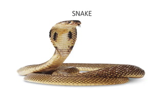 SNAKE
 