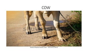 COW
 