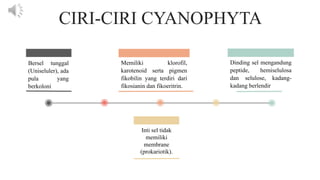 CIRI-CIRI CYANOPHYTA
Bersel tunggal
(Uniseluler), ada
pula yang
berkoloni
Dinding sel mengandung
peptide, hemiselulosa
dan selulose, kadang-
kadang berlendir
Memiliki klorofil,
karotenoid serta pigmen
fikobilin yang terdiri dari
fikosianin dan fikoeritrin.
Inti sel tidak
memiliki
membrane
(prokariotik).
.
 