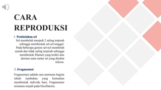 2. Fragmentasi
Fragmentasi adalah cara memutus bagian
tubuh tumbuhan yang kemudian
membentuk individu baru. Fragmentasi
terutama terjadi pada Oscillatoria.
1. Pembelahan sel
Sel membelah menjadi 2 saling terpisah
sehingga membentuk sel-sel tunggal.
Pada beberapa genera sel-sel membelah
searah dan tidak saling terpisah sehingga
membentuk filamen yang terdiri atas
deretan mata rantai sel yang disebut
trikom.
CARA
REPRODUKSI
 