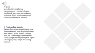 3. Spora
spora keadaan yang kurang
menguntungkan cyanobacteria akan
membentuk spora yang merupakan sel
vegetative. Spora membesar dan tebal
karena penimbunan zat makanan.
4. Pembentukan Akineta
Akineta disebut juga spora istirahat yang
fungsinya hampir sama dengan endospore
pada bakteri . akinet memiliki dinding
tebal dan kuat sehingga tahan terhadap
kondisi yang tidak menguntungkan, seperti
kekeringan, panas, dingin atau kurang
makanan.
 