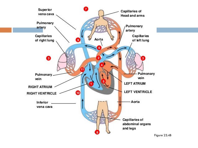 Ppt pik sistem peredaran