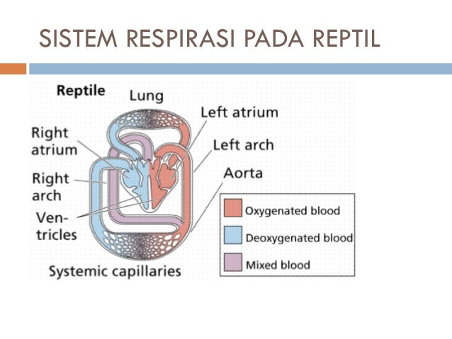 Ppt pik sistem  peredaran 