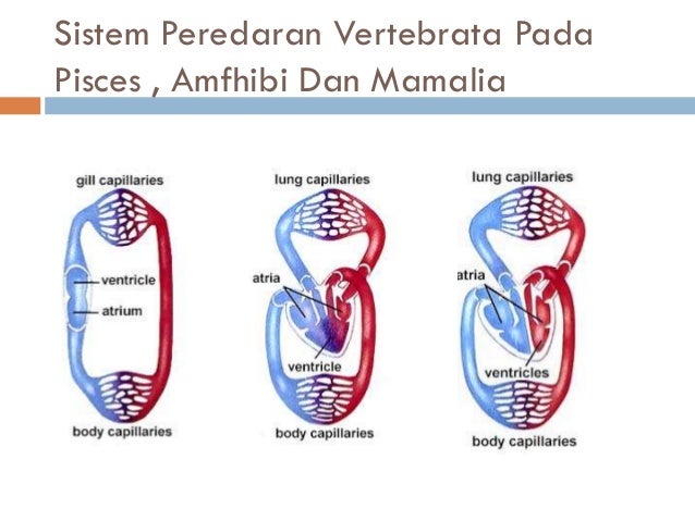 Ppt pik sistem  peredaran