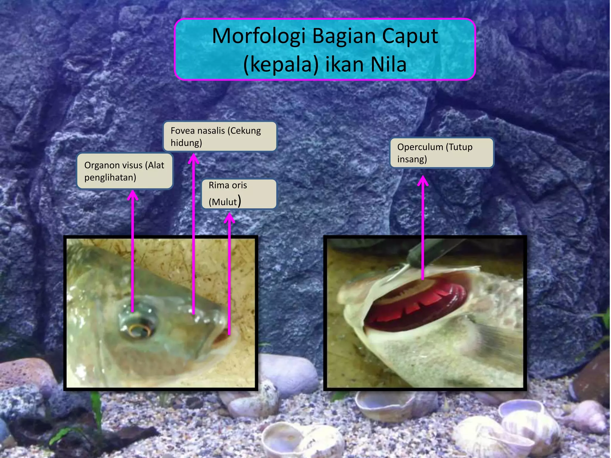 Rima oris
(Mulut)
Organon visus (Alat
penglihatan)
Fovea nasalis (Cekung
hidung) Operculum (Tutup
insang)
Morfologi Bagian Caput
(kepala) ikan Nila
 