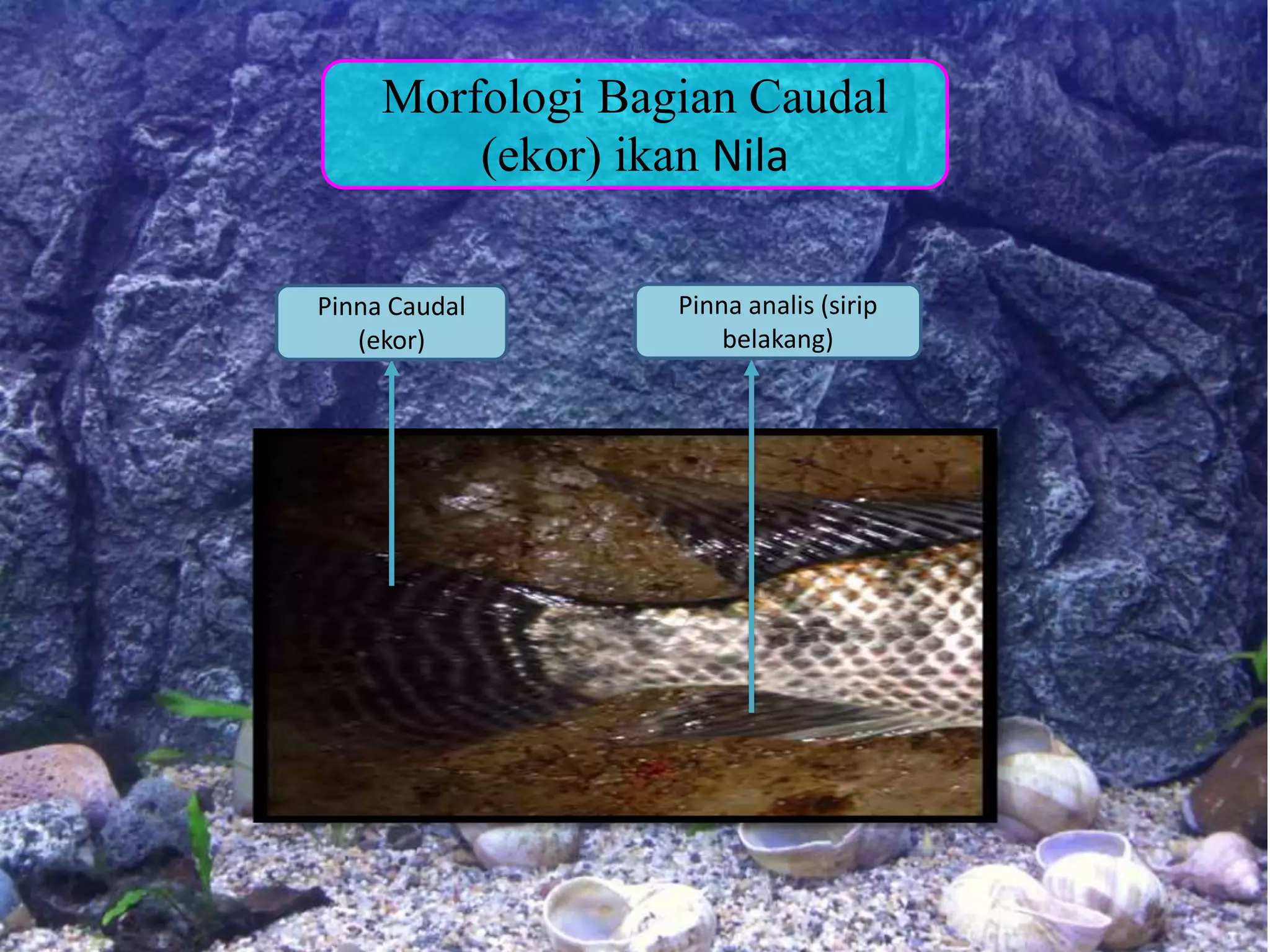 Pinna analis (sirip
belakang)
Pinna Caudal
(ekor)
Morfologi Bagian Caudal
(ekor) ikan Nila
 