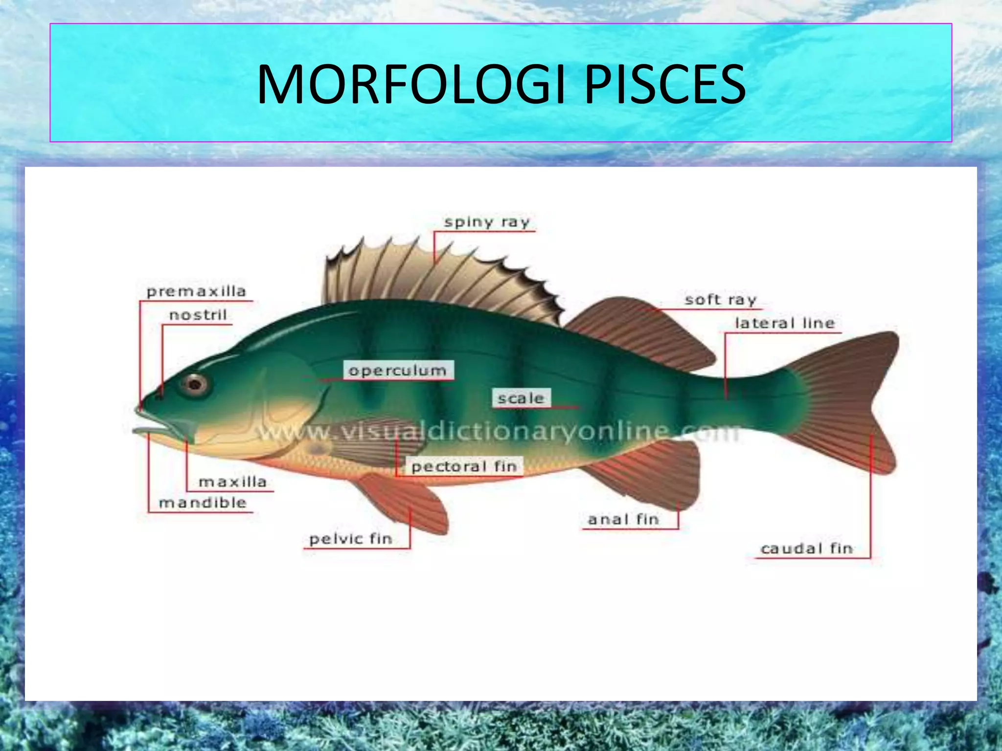 MORFOLOGI PISCES
 